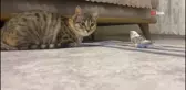 Erzurum'da kedi ile muhabbet kuşunun dostluğu gülümsetiyor