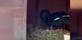 Ankara Kuğulu Park'ta Siyah Kuğuların Yavruları Dünyaya Geldi