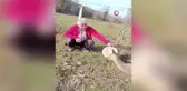 Bahçede bitkin halde bulunan karaca doğaya salındı