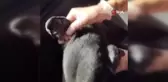Tümör nedeniyle köpeğin kulağı ampute edildi