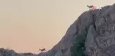 Dağ keçileri sürü halinde Harput'ta görüntülendi