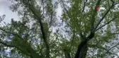 2 bin 700 yıllık çınar ziyaretçilerini bekliyor