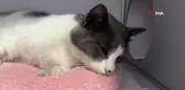 Apartmanın 7. katından düşen kedi ameliyatla sağlığına kavuştu