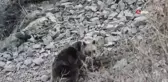 Erzurum'da boz ayı böyle görüntülendi