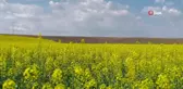 Kırklareli'nde çiçek açan kanola bitkisi tarlaları sarıya boyadı
