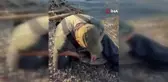 Sapanca Gölü'nde 24 kiloluk yayın balığı yakaladı, üremesi için suya geri bıraktı