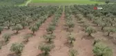 Aşırı yağış zeytini vurdu