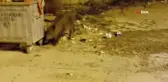 Çöp karıştıran yaban domuzlarından şehir turu