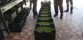 Kilosu 50 ile 350 TL arasında: Mersin'de açıkta erik hasadı başladı