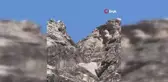 Dağ keçileri Palu Kalesi'nde görüldü