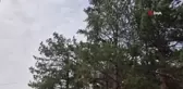 Fırtına Alaca'da çatıları uçurdu, ağaçlar devrildi