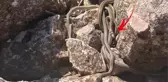Görüntü Türkiye'den! Sürü halindeki yılanlar adeta Brezilya'nın 'Yılan Adası'nı andırıyor