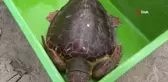 Güzel İzmir İsimli Caretta Mısır'da Soluk Aldı