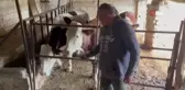 Kurbanlık telaşı erken başladı