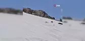 Bingöl'de karla kaplı tepede görüntülenen ayılar