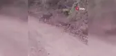 Karacaların kavgası böyle görüntülendi