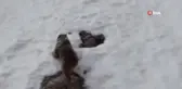 Munzur Dağlarında Ayı ve Dağ Keçileri Görüntülendi