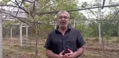 Kahverengi Kokarca Zararlısı Üreticilere Ciddi Zarar Veriyor