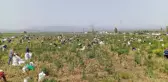 Satamadığı soğanı bedava yapınca 3 bin kişi tarlaya akın etti