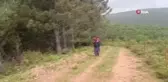 Kadavra köpekleri ormanda Korhan Berzeg'e ait iz arıyor