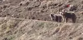 Kış uykusundan uyanan ayılar ve yılanların kavgası böyle görüntüledi