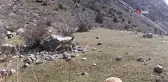 Yaban keçisi sürüsü fotokapanla görüntülendi