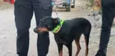 Korhan Berzeg bulundu mu? Korhan Berzeg'e ne oldu, olay ne?