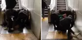 İstanbul'da akılalmaz olay! Metroda polise yakalanan kadın soyundu