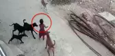 Kocaeli Valiliği, belediyelere yazı gönderdi: Çevreye zararı önlenemeyen başıboş köpekler öldürülsün