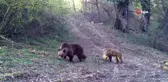 Bozayı ve yavrusunun yemek arayışı fotokapanla görüntülendi