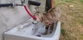 Çeşmeden su içen kedi 'Yıldız' gülümsetti