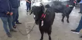 Burdur'da Teke ve Koçların Güzellik Yarışması Renkli Görüntülere Sahne Oldu