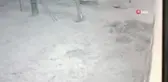 Köye inen kurt, iş yeri bahçesindeki köstebeği böyle avladı