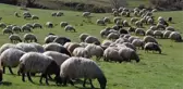 100 bin lira maaşla çoban bulunamıyor! Mülteciler için devlete çağrı yaptı