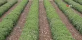 Isparta'yı bu yıl gül kokusu erken sardı