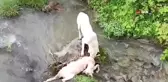 Sokak köpekleri ahırdaki hayvanları telef etti