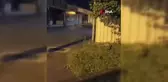 Bursa'da sokakta gezen tilki görüntülendi