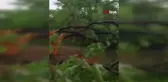 Elazığ'da yıldırımın düştüğü ağaç ikiye ayrıldı