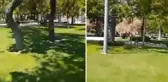 Konya'da parkta başıboş köpek göremeyen şahıs cinnet geçirdi