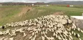 Süt kuzularının anneleriyle buluşması
