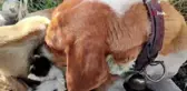Ayvacık'ta köpek annelik yapıyor