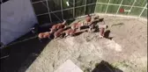Kovada Gölü Milli Parkına 5 Alageyik Bırakıldı