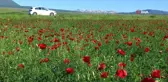 Bitlis'te gelincik çiçeği görsel şölen sunuyor