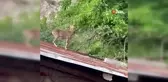 Dağ keçileri evlerin çatısına çıkmaya başladı
