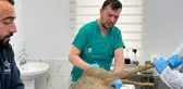 Beykoz'da yaralı halde bulunan karaca tedavi edildi