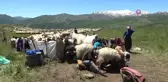 Muşlu berivanlar ilk süt sağımına başladı