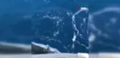 Denize bırakılan yaralı balon balığına, diğer balon balıkları saldırdı