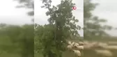 Elazığ'da 3 Metrelik Dev Yılan Korkuttu