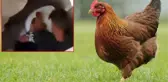 Başımıza taş yağacak! Tavuğa tecavüz etti, o anları başka bir vatandaş kayda aldı