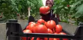 Amasya'da domates hasadı başladı, 100 bin ton rekolte bekleniyor